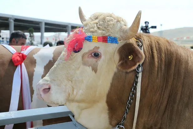 arefe-gunu-kurban-kesilir-mi-kurban-kesim-vakti-saati-ne-zaman-baslar-ne-zaman-biter-bayramin-2-3-ve-4-gunu-kurban-kesilir-mi-2021-1626677744372.jpg Arefe günü kurban kesilir mi? Kurban kesim vakti saati ne zaman başlar, ne zaman biter? Bayramın 2. 3. ve 4. günü kurban kesilir mi 2021?-4