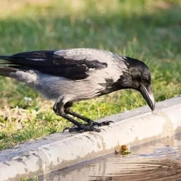 Karga ağzında kesik insan parmakları getirdi