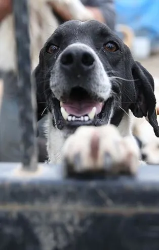 Son dakika: Hayvan hakları yasasında sona gelindi: Devrim gibi düzenlemeler yolda