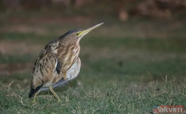 Türkiye'de ilk! Şanlıurfa'da 'yeşil sırtlı balıkçıl' görüldü - 1