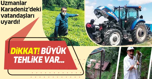 Uzmanlar Karadeniz’de zehirli yılan tehlikesine karşı uyardı!