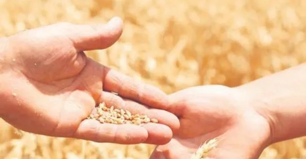 Yerli buğday tohumu Hüseyinbey'den büyük verim alındı