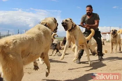 Dünyaca ünlü Kangal köpekleri İzmir’de cezaevlerini koruyacak