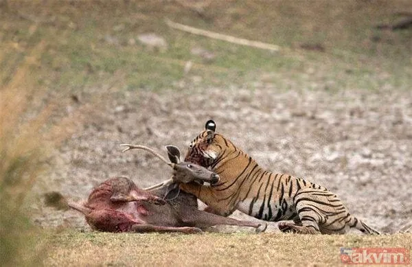 Kaplan akşam yemeği için ayıyı seçti fakat... Vahşi doğada Kaplan ile ayının şoke eden kavgası kapışması! - 22