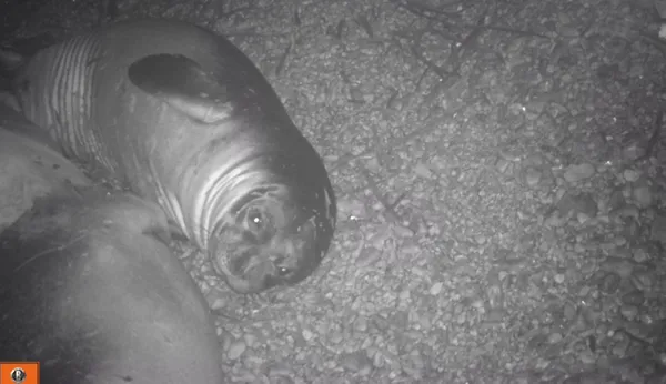 dunyada-sayisi-700e-turkiyede-100e-kadar-dusen-akdeniz-foklari-mersinde-goruntulendi-1624692927690.jpg Dünyada sayısı 700'e Türkiye'de 100'e kadar düşen Akdeniz fokları Mersin'de görüntülendi-2