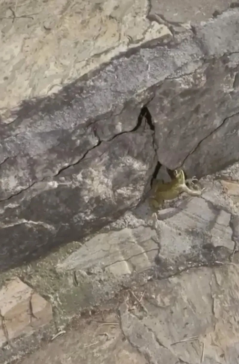 antalyada-kurbaga-yakalayan-yilani-avindan-ettiler-ustune-kiymali-gozleme-ve-su-verdiler-1716199956878.jpeg