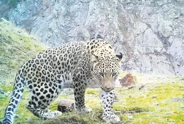 ’Pars’el parsel aranıyor