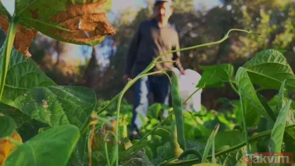 Erzurum'da yetişiyor! Dünya mutfağının gözdesi 500 TL'den satılıyor - 3