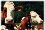 İzmirliler Angus’u niye sevmedi?