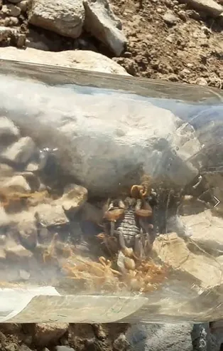 Akrep kavanozda 37 yavru dünyaya getirdi