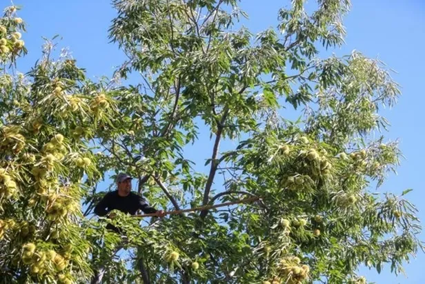 bu-isi-yapmak-her-yigidin-harci-degil-600-tlye-kadar-yevmiyesi-var-gunde-en-az-250-tl-verilecek-1635157762093.jpg Bu işi yapmak her yiğidin harcı değil! 600 TL'ye kadar yevmiyesi var! Günde en az 250 TL verilecek-8