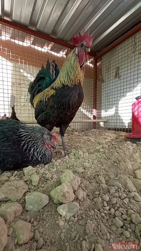 Öterken bayılan Denizli horozu Bahtiyar baba oldu! 10 civcivi var - 17