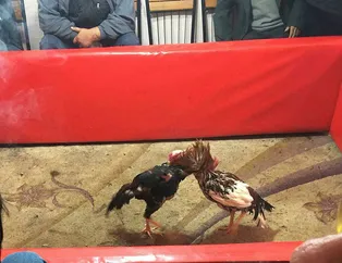 Edirne’de horoz dövüşüne polis baskını