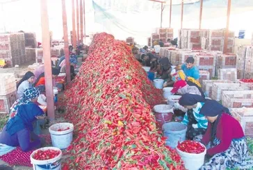 Acı mesai başladı