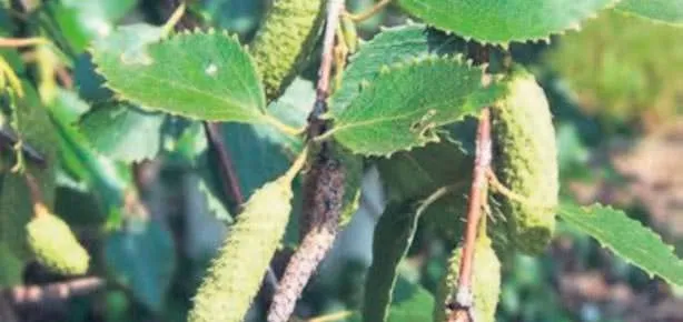 Böbrek dostu huş ağacı