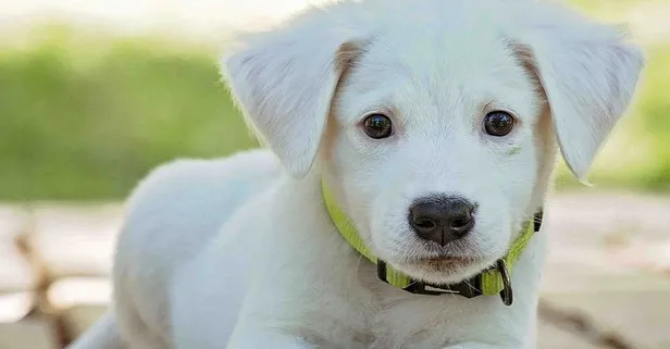 Ev köpekleri nasıl beslenir? Evde köpek bakmak zor mu?