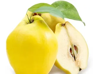 Ayva kansere kalkan oluyor