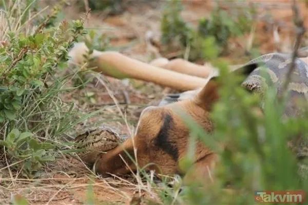 Kaplan akşam yemeği için ayıyı seçti fakat... Vahşi doğada Kaplan ile ayının şoke eden kavgası kapışması! - 27