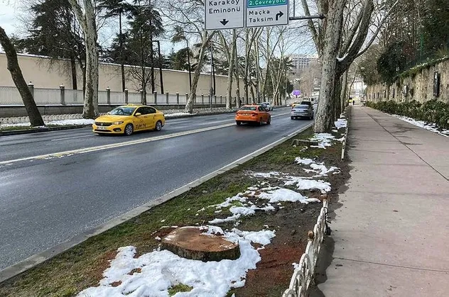Aradığınız çevre derneklerine şu anda ulaşılamıyor! Çırağan'daki çınar katliamına karşı suspus oldular