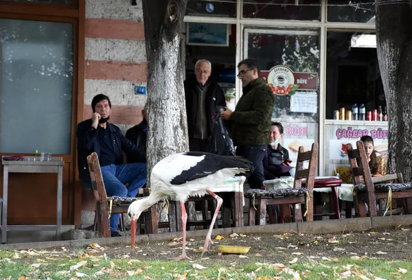 tekirdagda-suruden-ayrilan-leylege-bedesten-carsisi-esnafi-sahip-cikti-1632405056269.jpg Tekirdağ'da sürüden ayrılan leyleğe Bedesten Çarşısı esnafı sahip çıktı-10