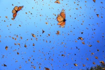 10 bin kelebeğin göç hikayesi