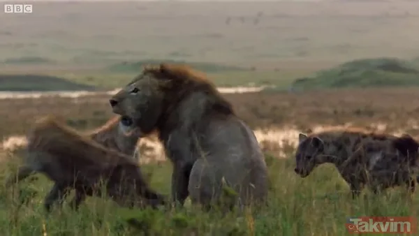 Cesur aslan onlarca sırtlanın arasında girdi! Vahşi doğada şoke eden kare! Sonrasında ise kaçınılmaz ölüm - 17