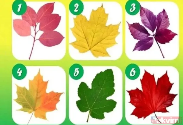 🌱 5. Yaprak: Kararlı Bir Rehbersiniz Bu Koyu Yeşil Yaprak Size Uygunsa, Liderlik Vasfınız Gelişmiş Demektir. İnsanlara Yol Gösterme, Onları Hedeflerine...