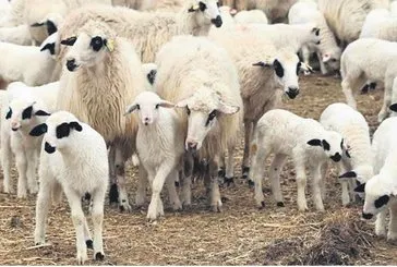 Hayvancılıkta verimlilik artırılacak