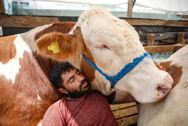 kurban-bayrami-icin-eruzurumdan-istanbula-getirdigi-bogasiyla-uyuyor-1626336451986.jpg Kurban Bayramı için Erzurum'dan İstanbul'a getirdiği boğasıyla uyuyor-8