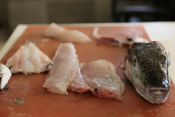 Zehirli balon balığıyla ilgili vatandaşlara kritik uyarı: Filetosundan ayırt etmek imkansız-5