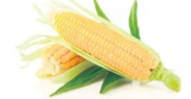 Süt mısır hem gözleri hem cildi koruyor