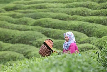 ÇAY TV CANLI: ÇAYKUR 1.500 mevsimlik işçi alımı kura sonuçları açıklandı mı? ÇAYKUR kura nihai isim listesi: Rize, Trabzon, Artvin...