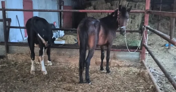 Atı motosiklete bağlayarak çeken şüphelilere ceza yağdı: 4 bin 900 lira