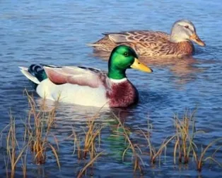 Rüyada yaban ördeği görmek ne anlama gelir?