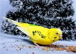 Bu kuş Erdoğan hayranı çıktı