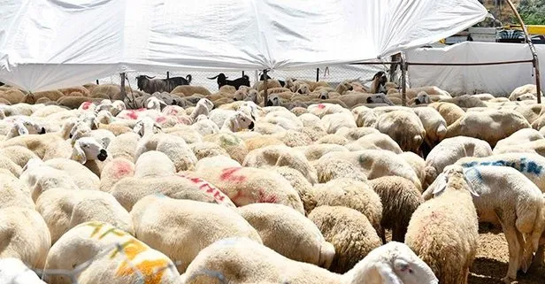 Tarım ve Orman Bakanlığı açıkladı: Kurban pazarlarında satılamayan kurbanlıklar ESK tarafından satın alınacak