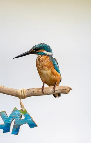 7 ay bekledi yalıçapkınını fotoğrafladı