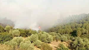 Son dakika: İzmir’de korkutan orman yangını!