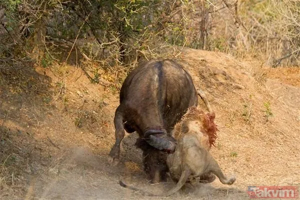 Aslan ve kaplanın (kavgası) karşılaşması hayrete düşürdü! - 44