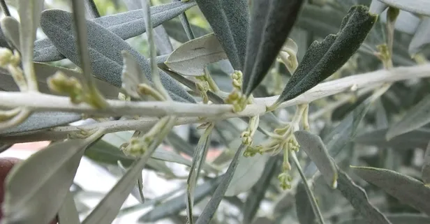Son dakika: Koronavirüs tedavisinde zeytin yaprağı mucizesi!
