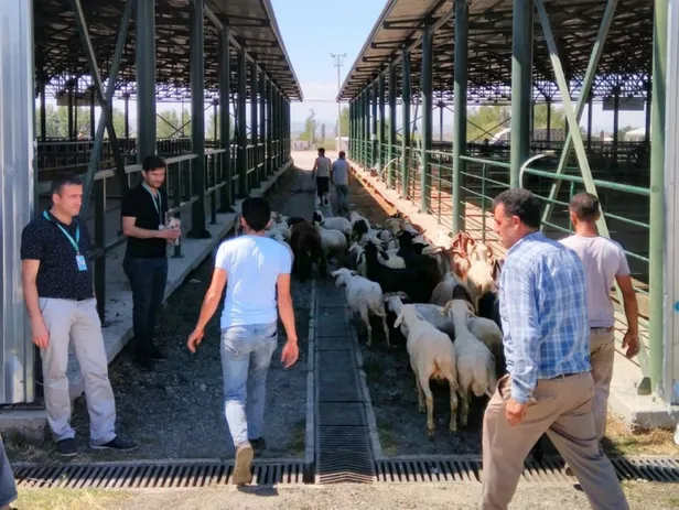 Kurban Bayramı'nın önemi nedir? 2018 Kurbanlık fiyatları nedir? Kurban kesilirken nelere dikkat etmek gerekir?-2
