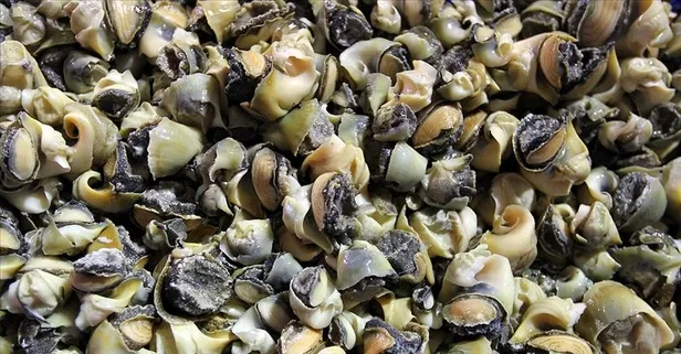 Türkiye 2021 yılının ilk iki ayında 2 milyon 675 bin 123 dolarlık deniz salyangozu ihraç etti