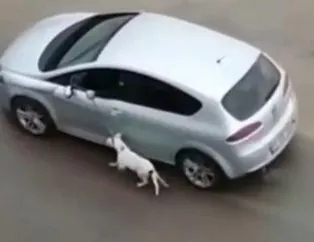 Köpeğe eziyet eden kişi yakalandı