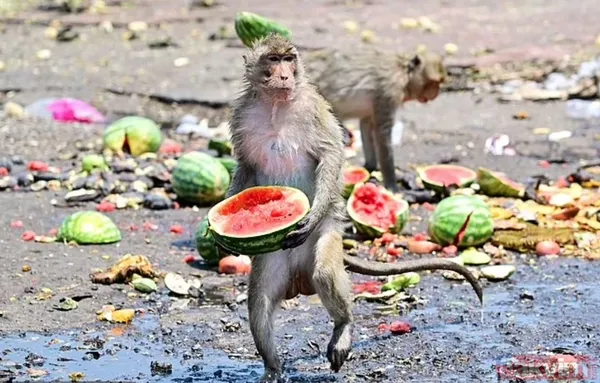 Maymun çeteleri Tayland’ı ele geçirdi: 4 çete 4 bin 500 üye! Haraç, gasp, pusu, şantaj, kavga her şey var - 5