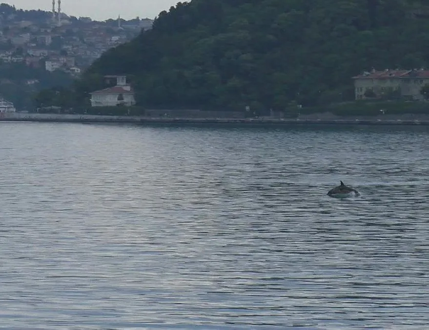 Yunuslar İstinye sahilde görüldü