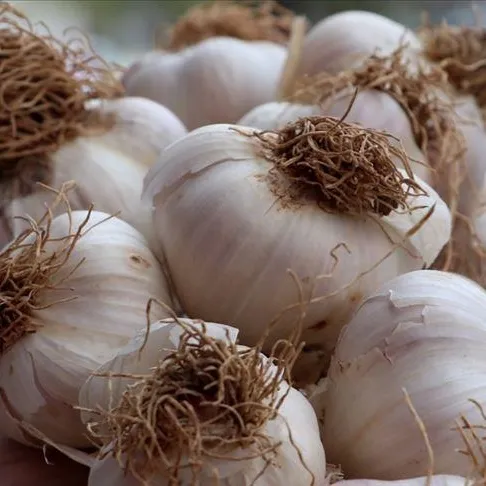 Sarımsak kalpten anlar