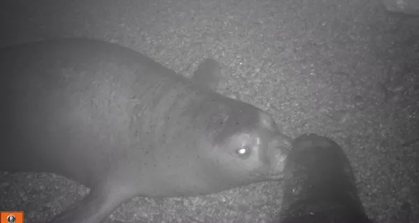 dunyada-sayisi-700e-turkiyede-100e-kadar-dusen-akdeniz-foklari-mersinde-goruntulendi-1624692934256.jpg Dünyada sayısı 700'e Türkiye'de 100'e kadar düşen Akdeniz fokları Mersin'de görüntülendi-4