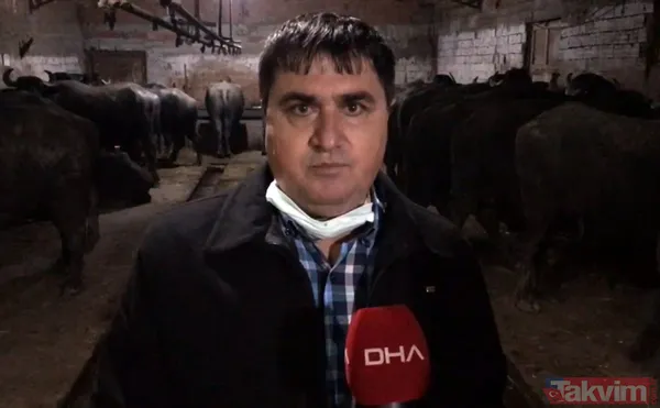 Manda sütü bir köyü kurtardı! Herkes geçimini sağlıyor! Kaymağın kilosu 120 lira - 4