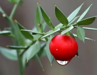Bu bitkiler aslında şifalı değil!