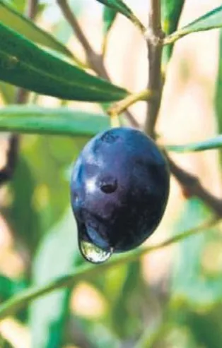 Bu yatırımın tam zamanı: Bağışıklığı güçlendiren bitkilere ilgi arttı